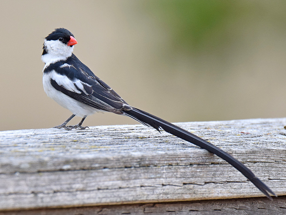 Whydah6.jpg