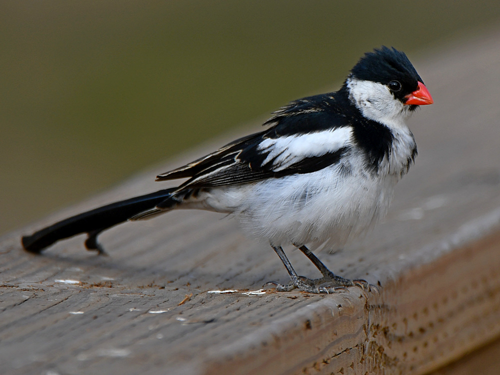 Whydah6.jpg