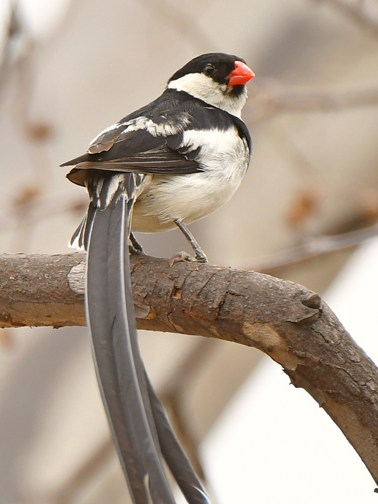 Whydah6.jpg