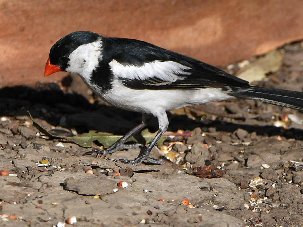 Whydah6.jpg