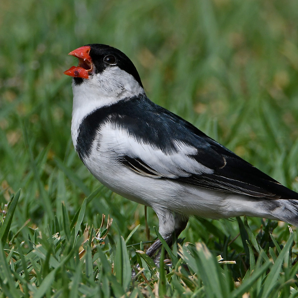 Whydah6.jpg