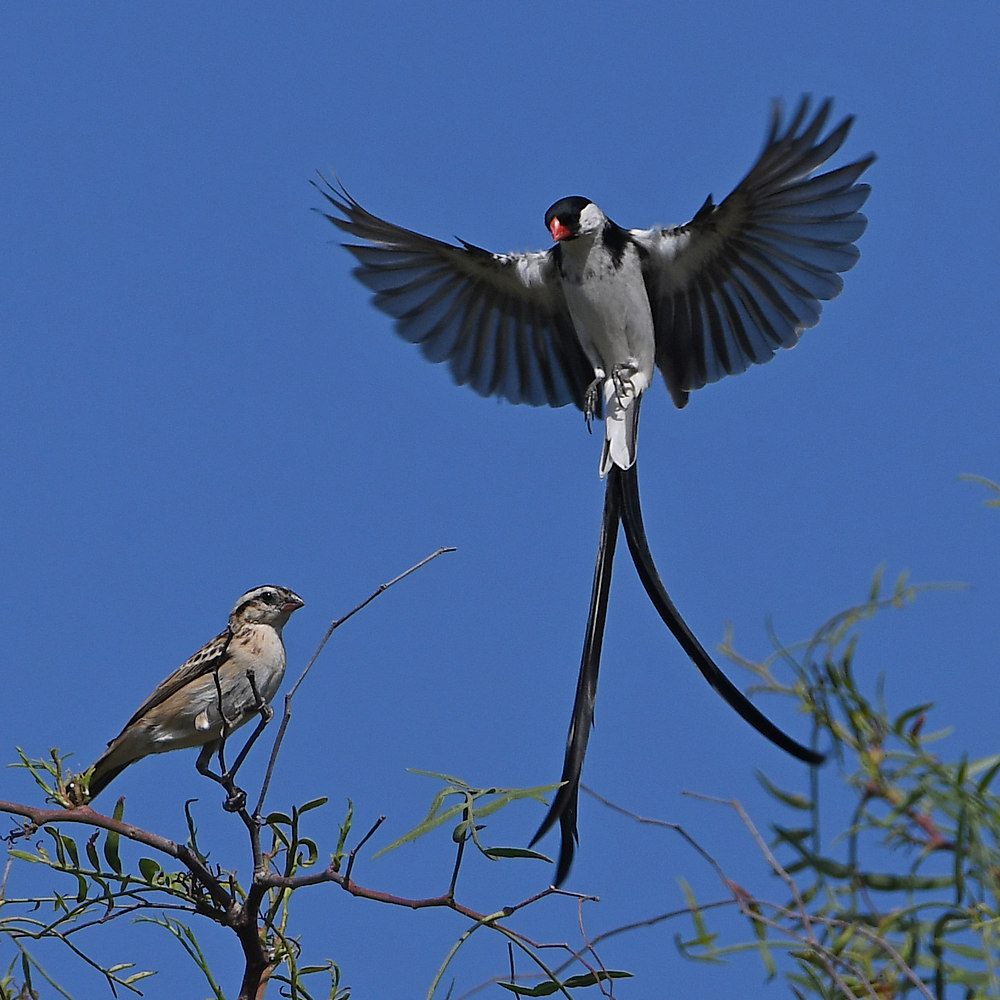 Whydah6.jpg