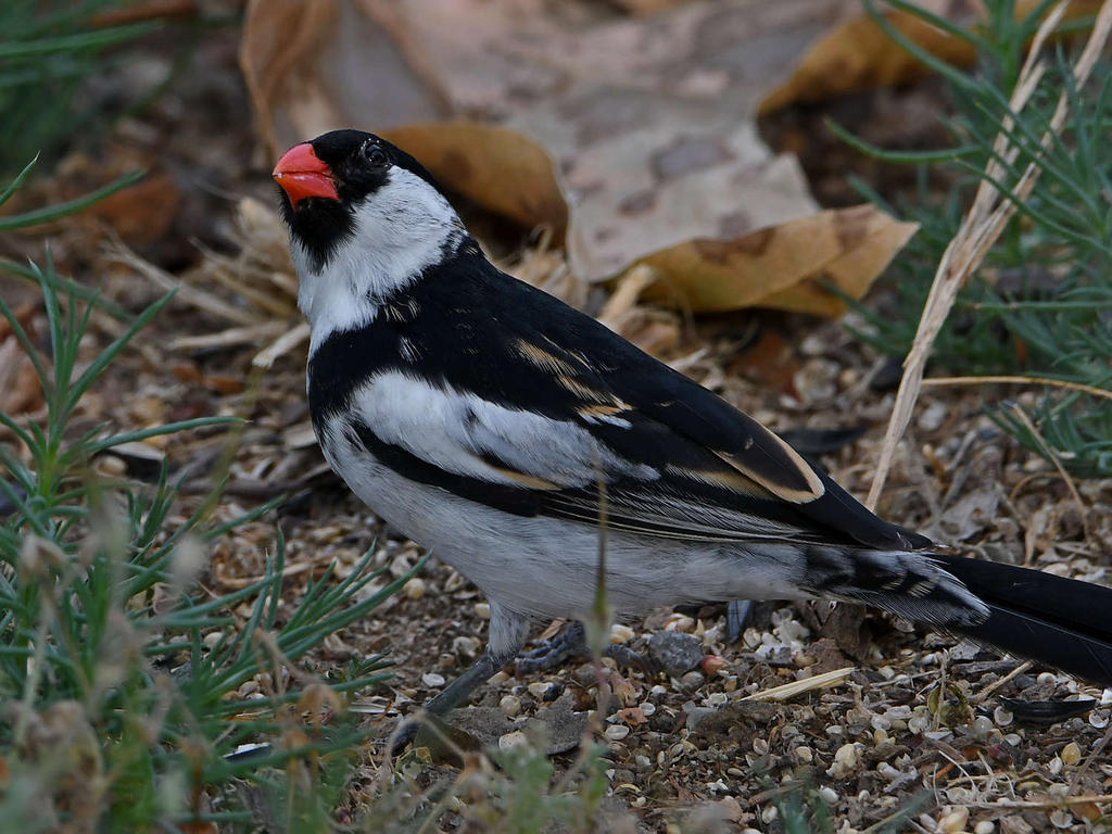 Whydah6.jpg