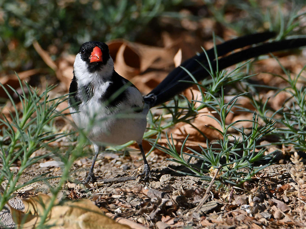 Whydah6.jpg