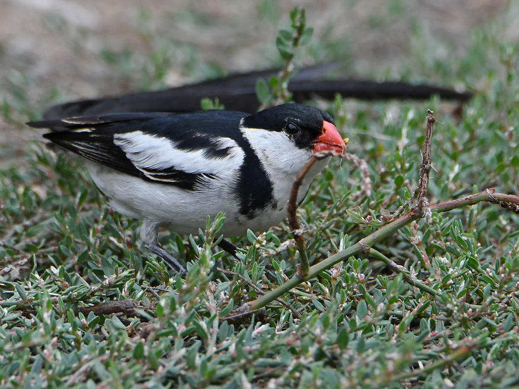 Whydah6.jpg