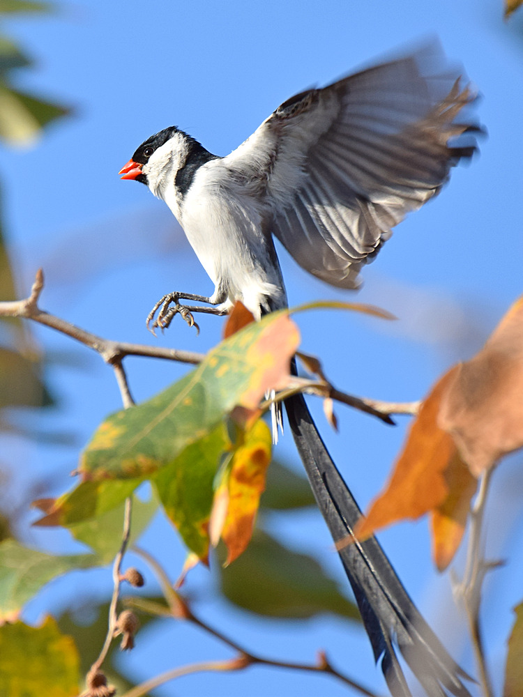 Whydah7.jpg