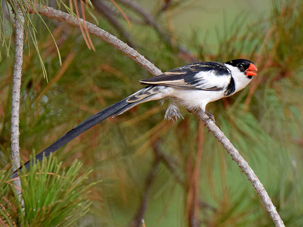 Whydah7.jpg