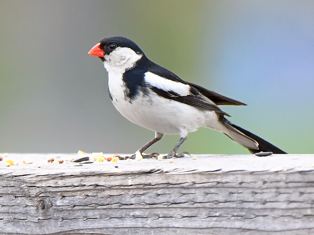 Whydah7.jpg