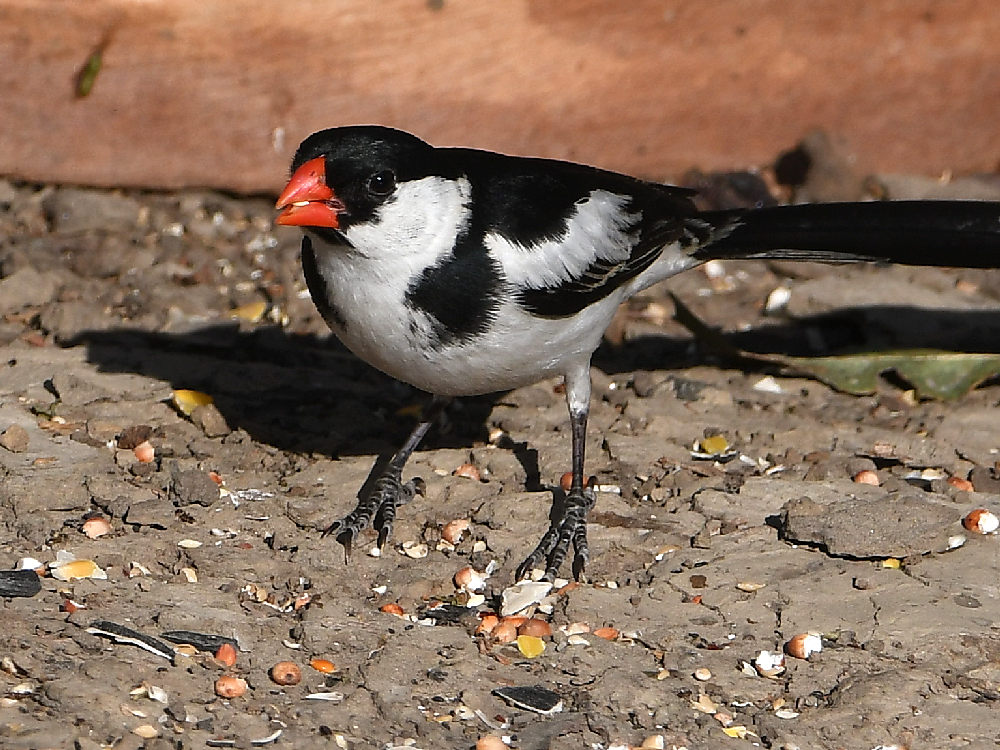 Whydah7.jpg