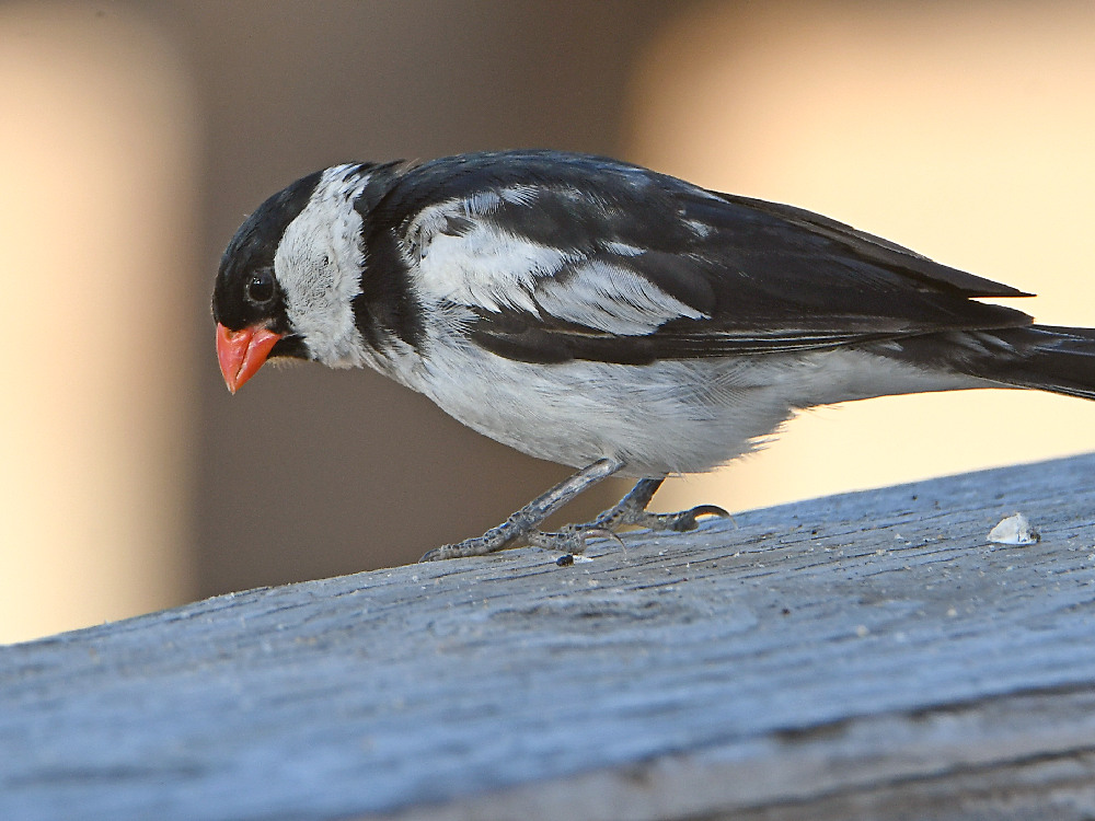 Whydah7.jpg