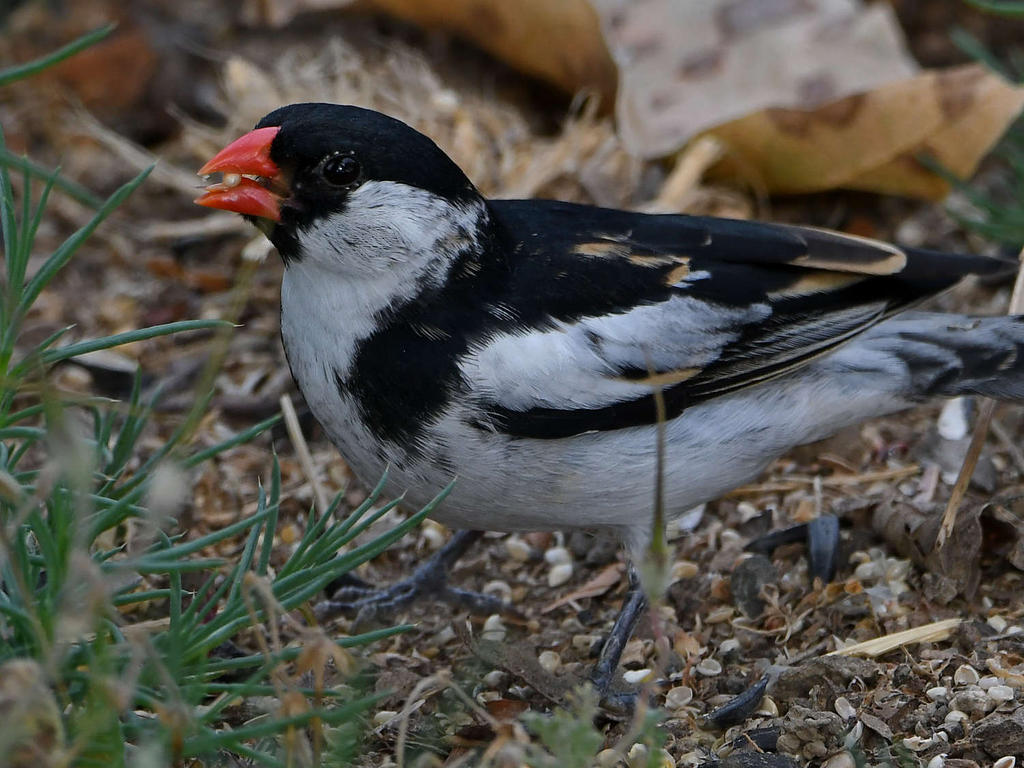 Whydah7.jpg