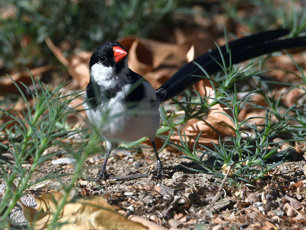 Whydah7.jpg