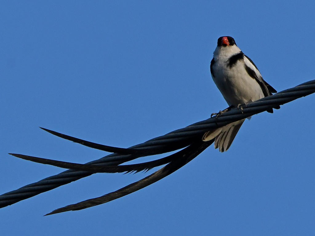 Whydah7.jpg