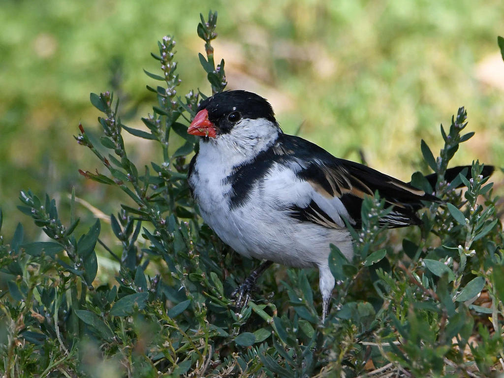 Whydah7.jpg