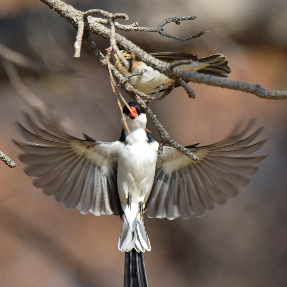 Whydah8.jpg