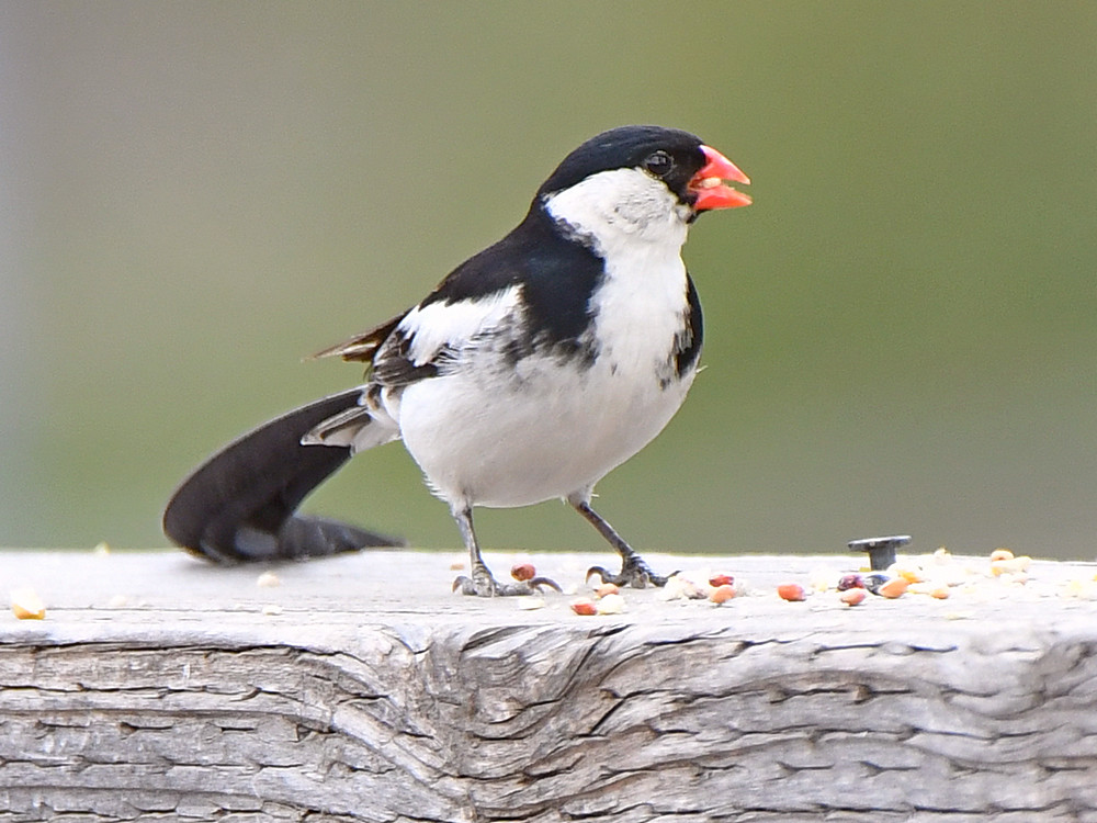 Whydah8.jpg