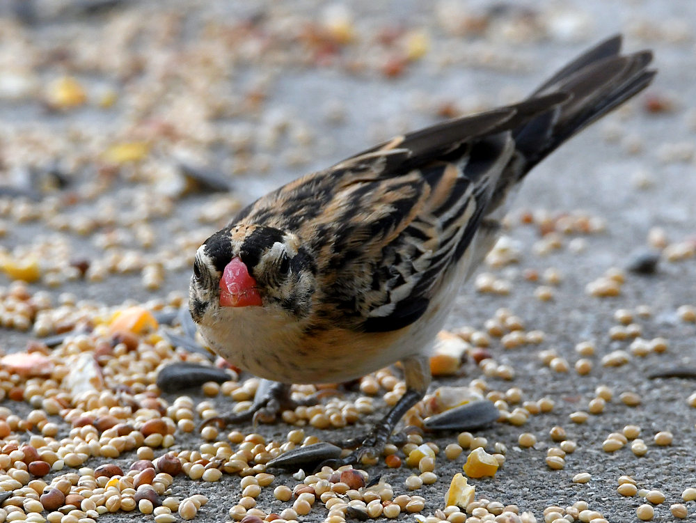 Whydah8.jpg