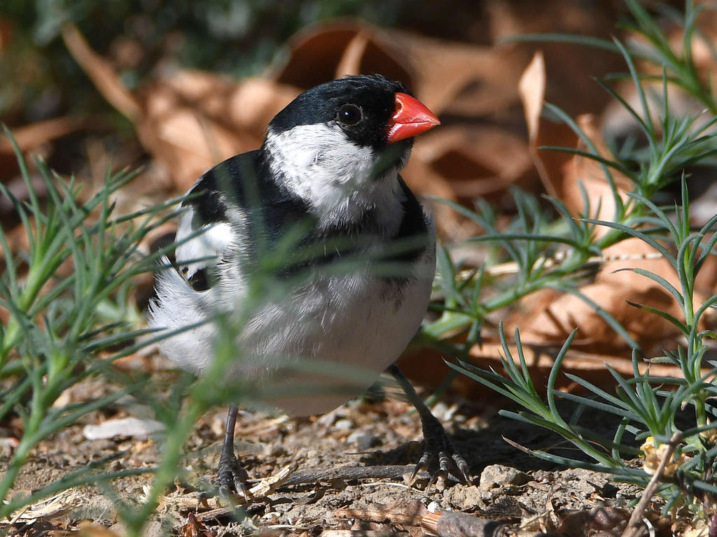 Whydah8.jpg