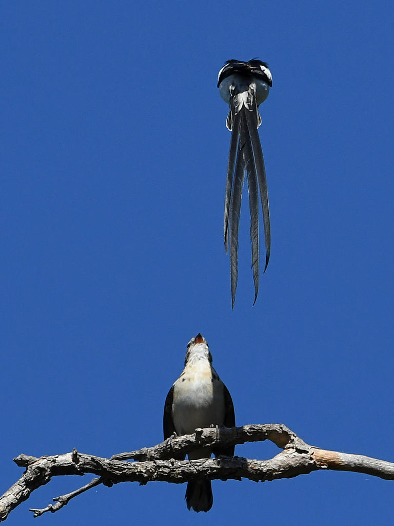 Whydah8.jpg