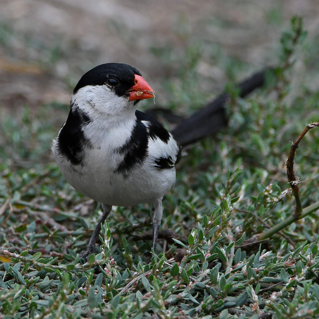 Whydah8.jpg