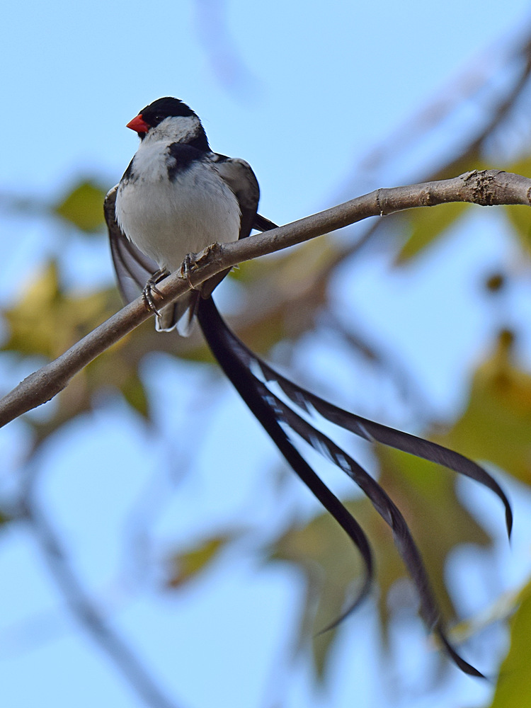 Whydah9.jpg
