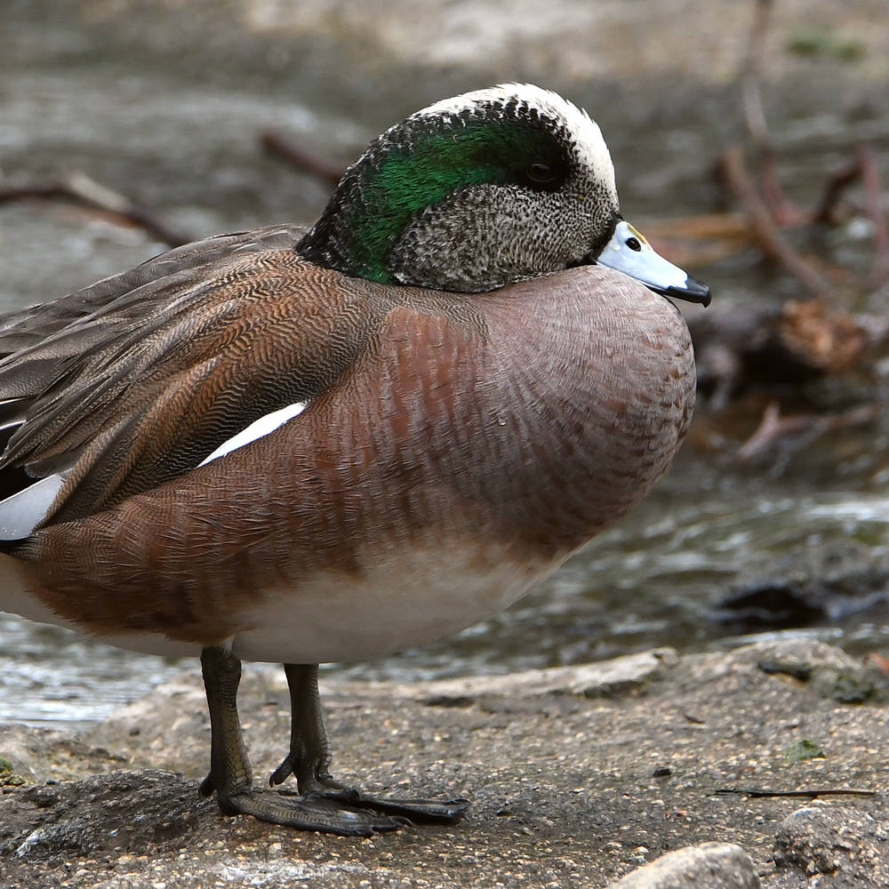 Widgeon.jpg