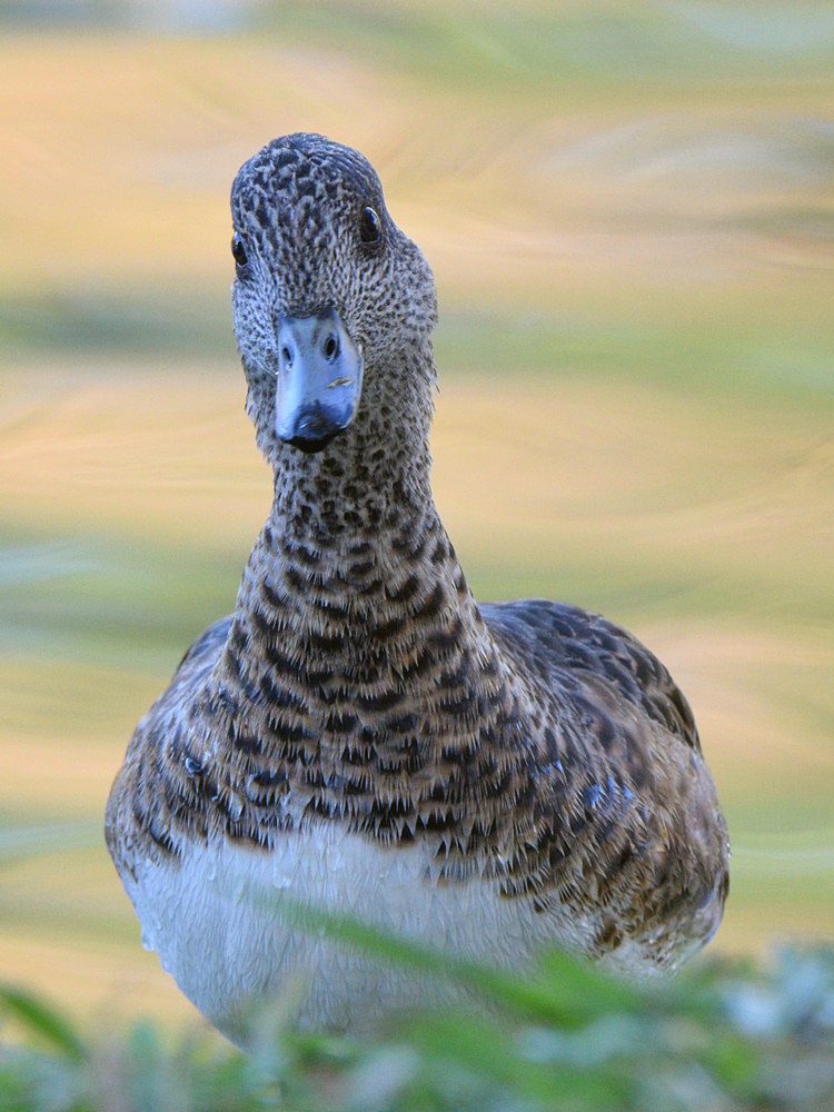 Wigeon.jpg