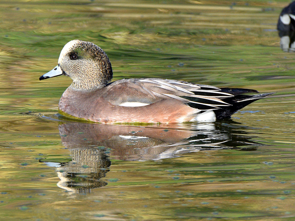 Wigeon.jpg
