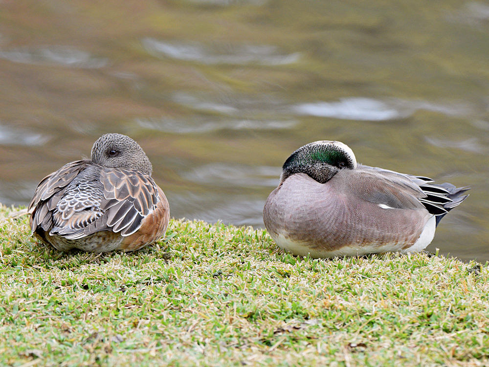 Wigeon.jpg