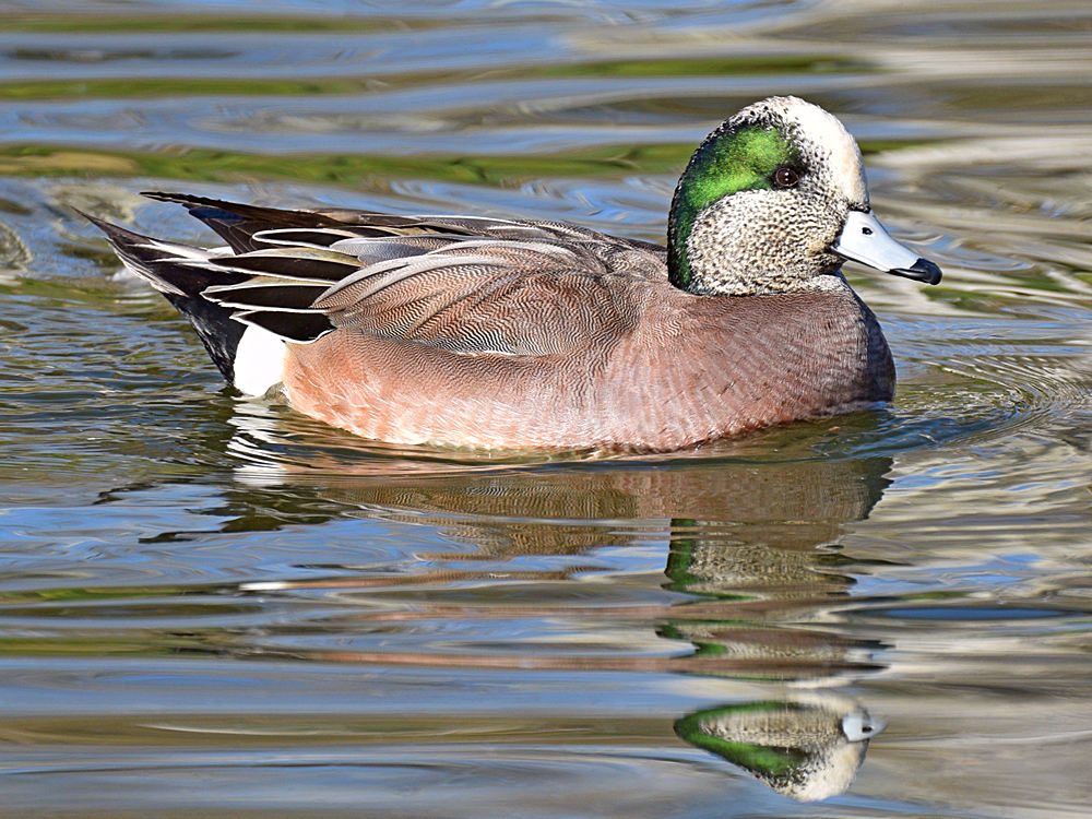 Wigeon.jpg
