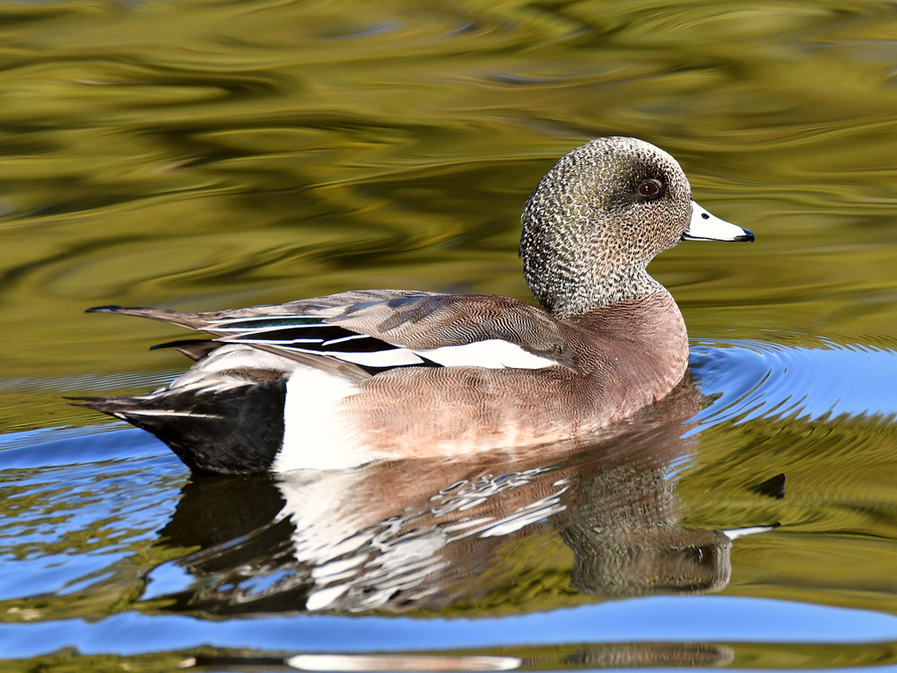 Wigeon.jpg