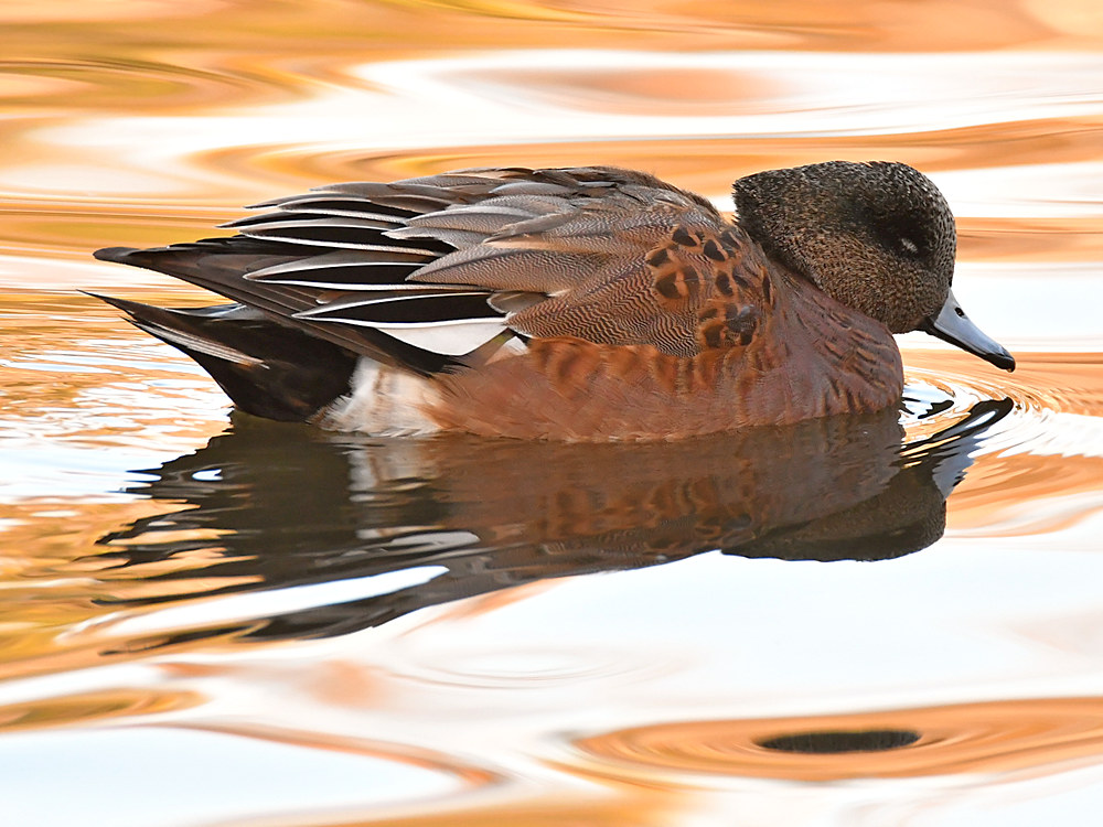 Wigeon.jpg