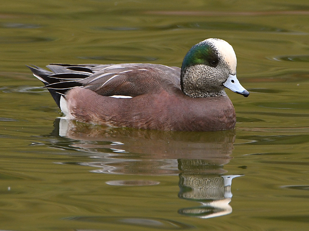 Wigeon.jpg