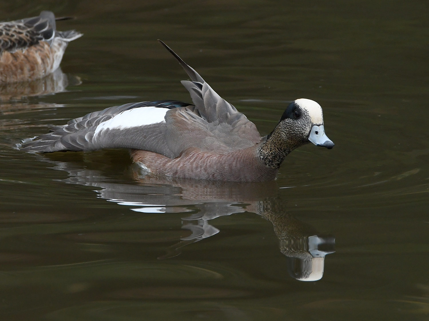 Wigeon.jpg