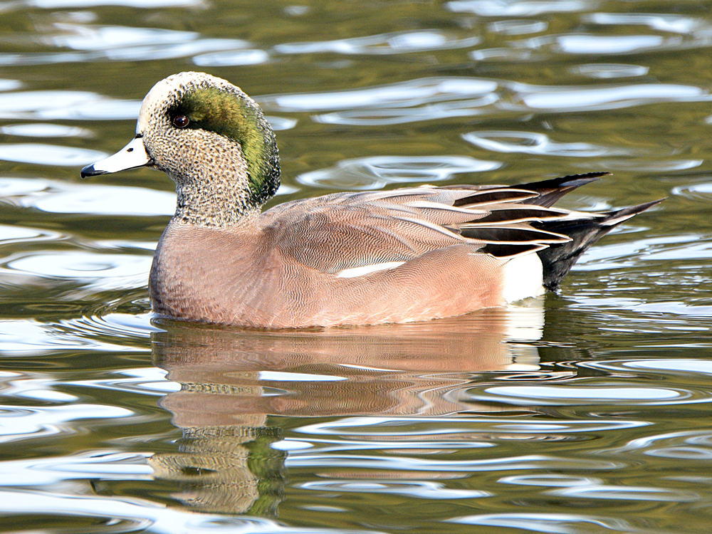 Wigeon2.jpg