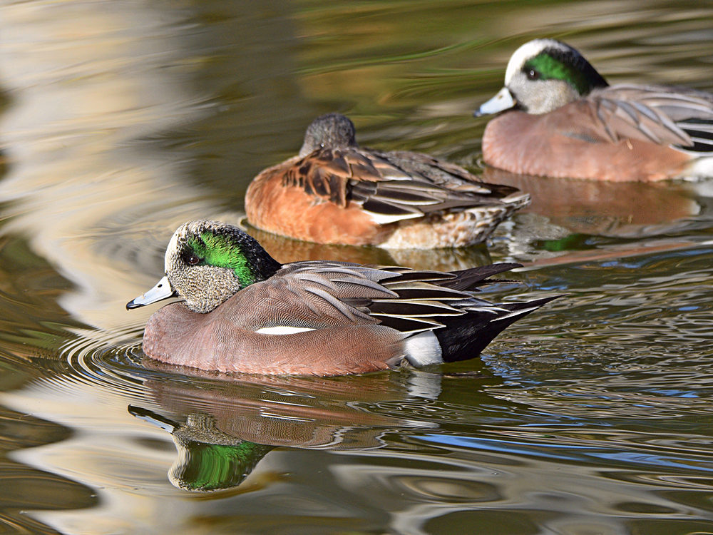 Wigeon2.jpg