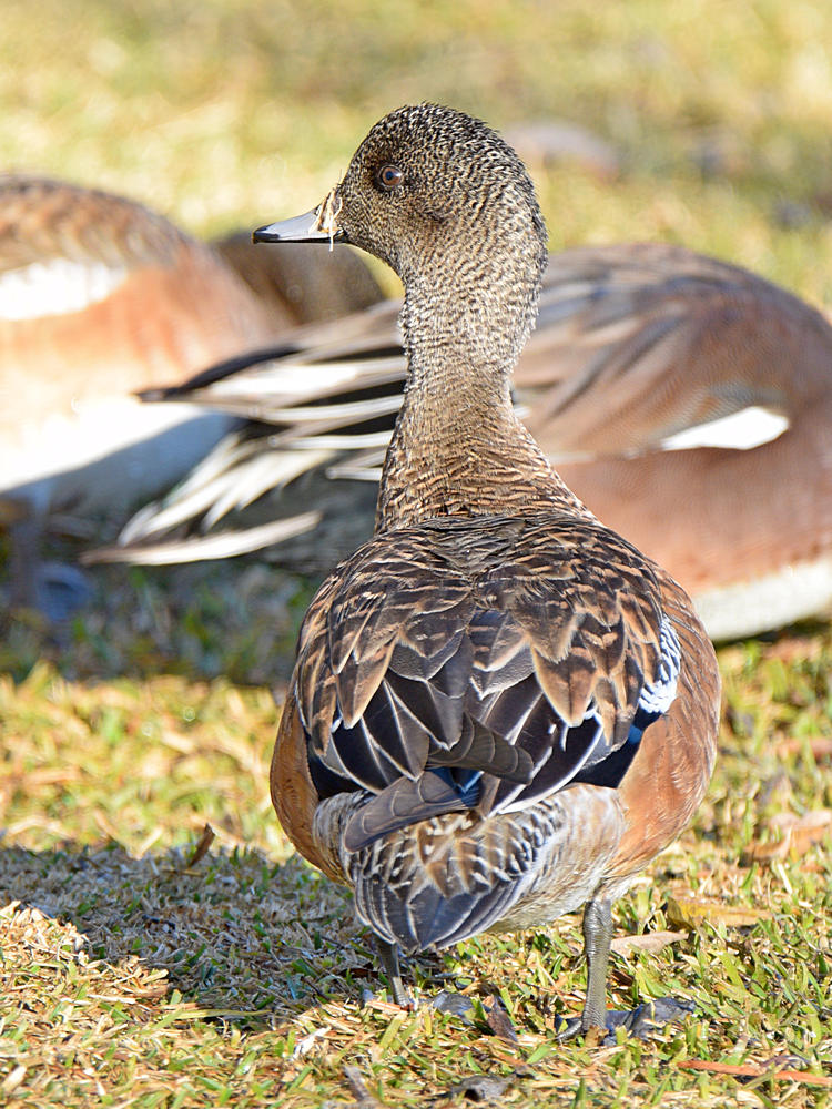 Wigeon2.jpg
