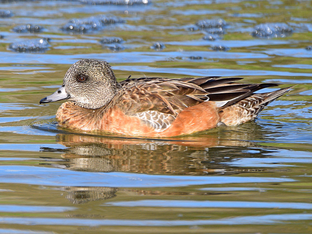Wigeon2.jpg