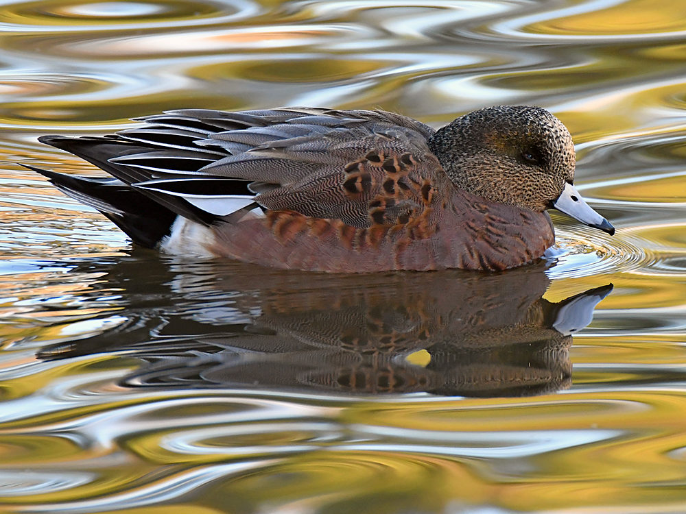 Wigeon2.jpg