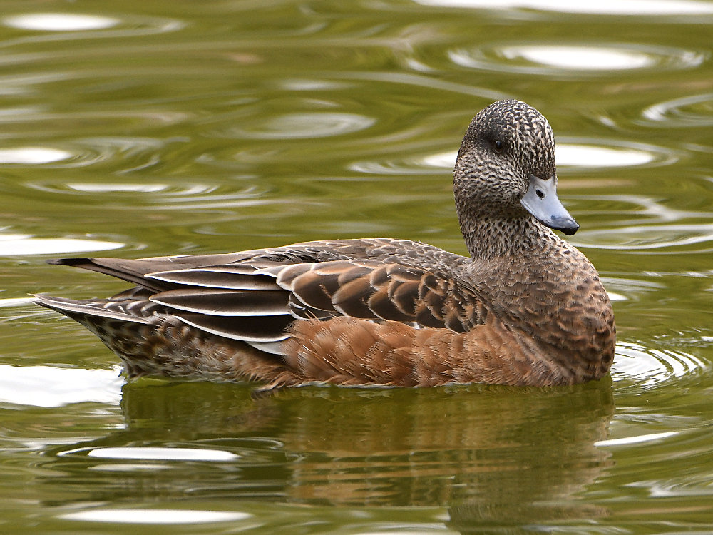 Wigeon2.jpg