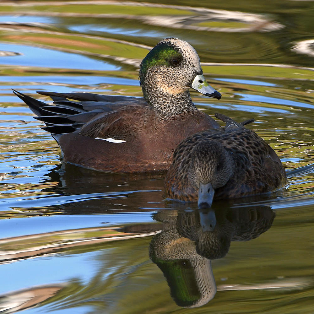 Wigeon2.jpg