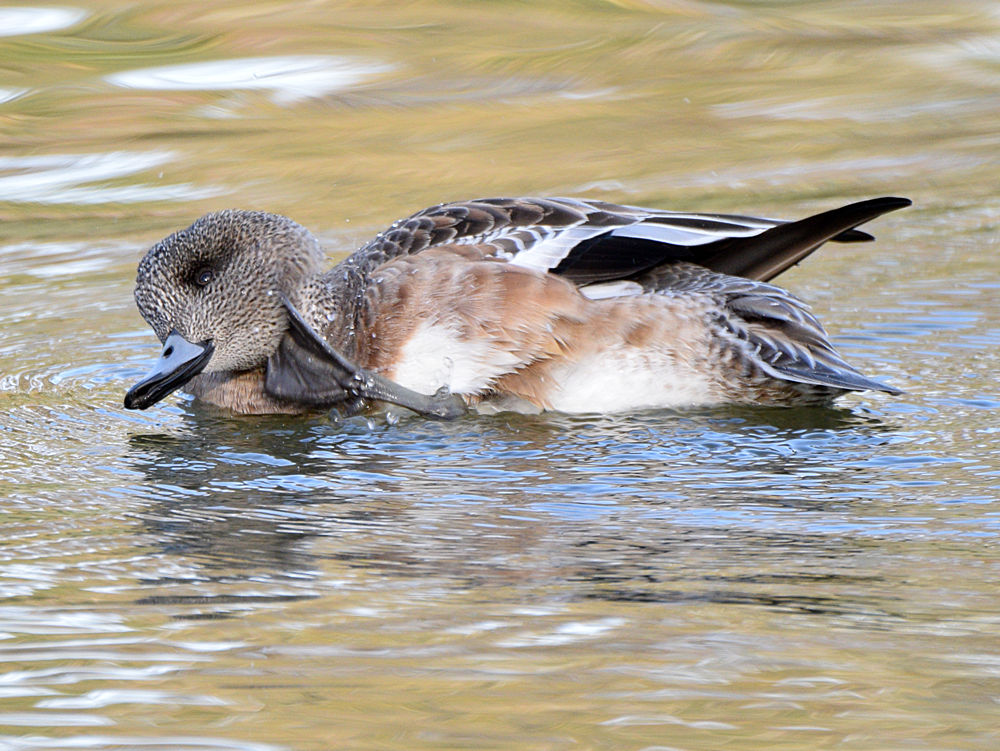 Wigeon3.jpg