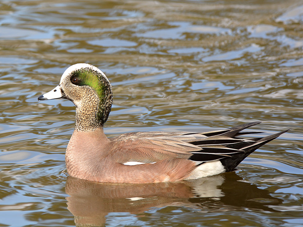 Wigeon4.jpg