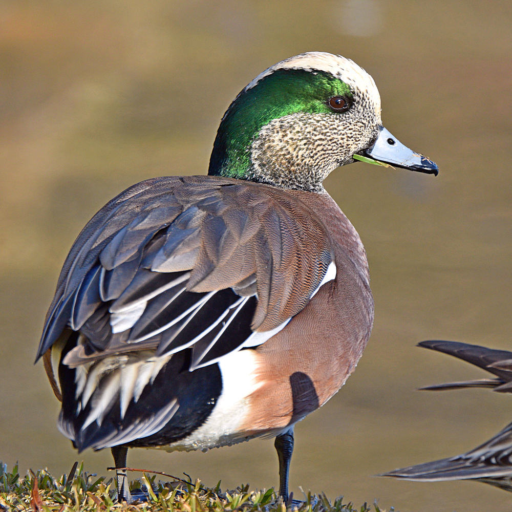 Wigeon4.jpg