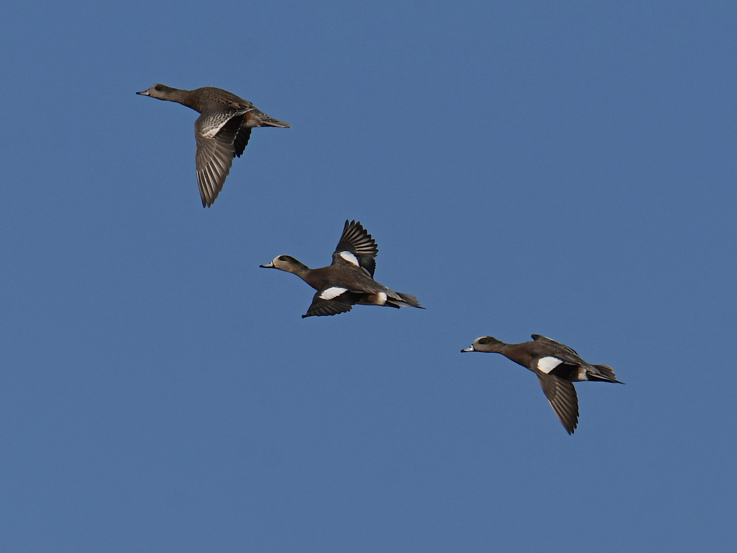 Wigeon5.jpg