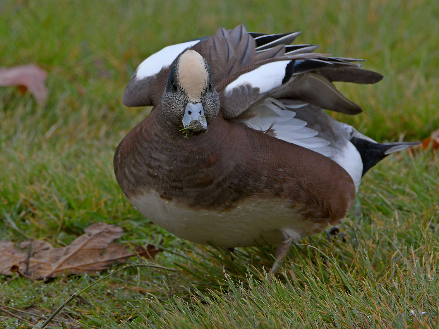 Wigeon6.jpg