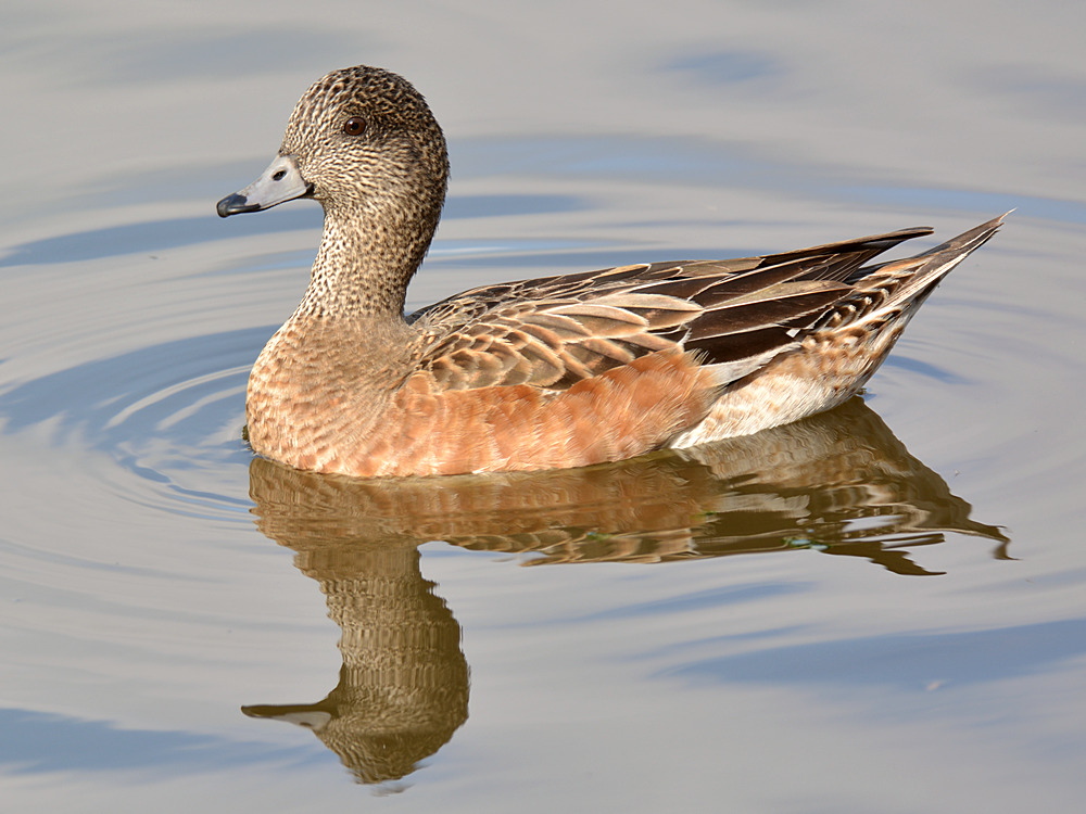 Wigeon8.jpg