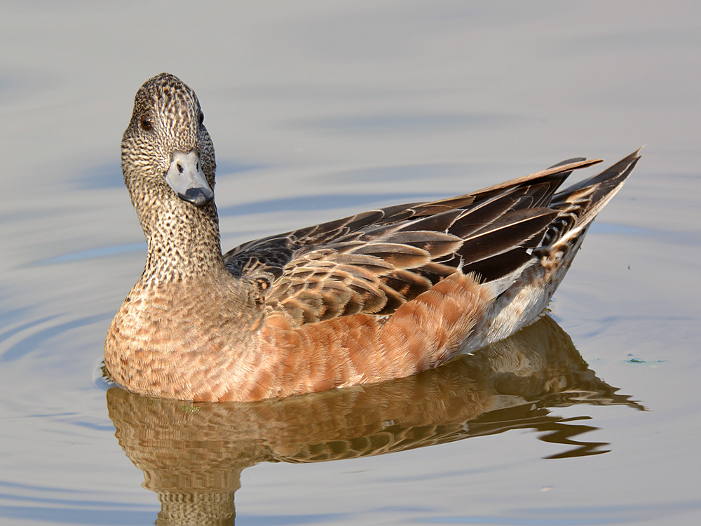 Wigeon9.jpg