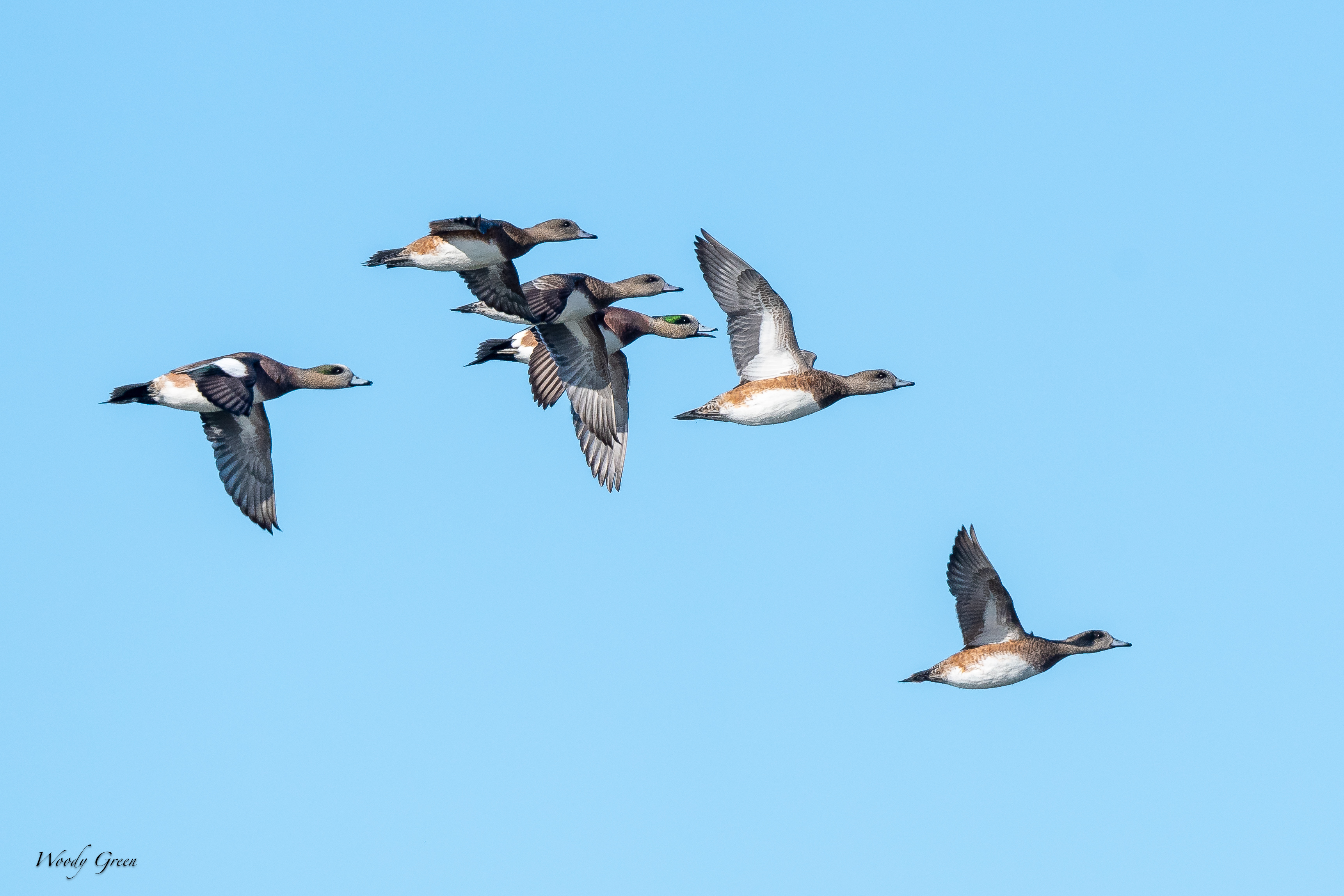 WigeonFlock-170.jpg