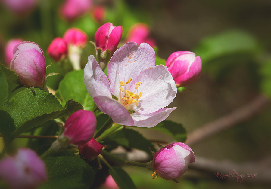 Wild apple blossom.jpg